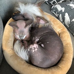 ❣️Free Cuddles❣️